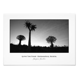 Quiver Trees op Sunset Foto Afdruk