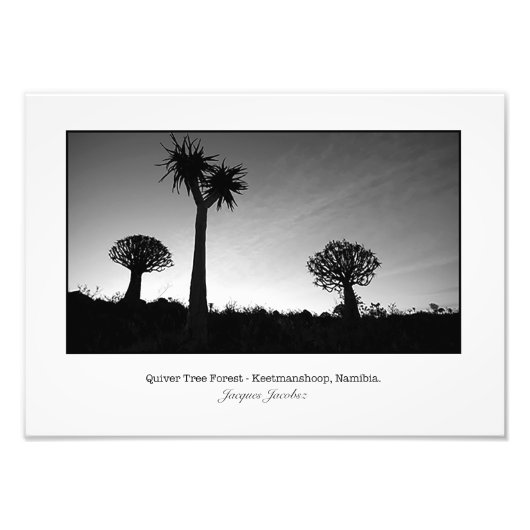 Quiver Trees op Sunset Foto Afdruk (Voorkant)