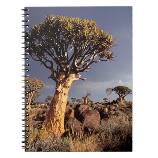 Quiverbomen (Aloe Dichotoma) Notitieboek (Voorkant)