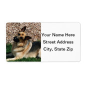 Quizzical German Shepherd Etiket (Voorkant)