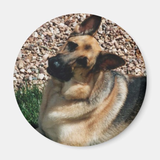 Quizzical German Shepherd Magneet (Voorkant)