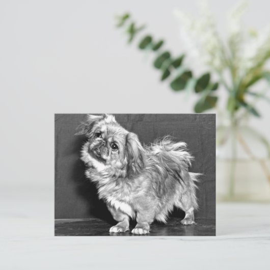 Quizzicle Pekingese Briefkaart (Staand voorkant)