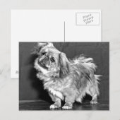 Quizzicle Pekingese Briefkaart (Voorkant / Achterkant)