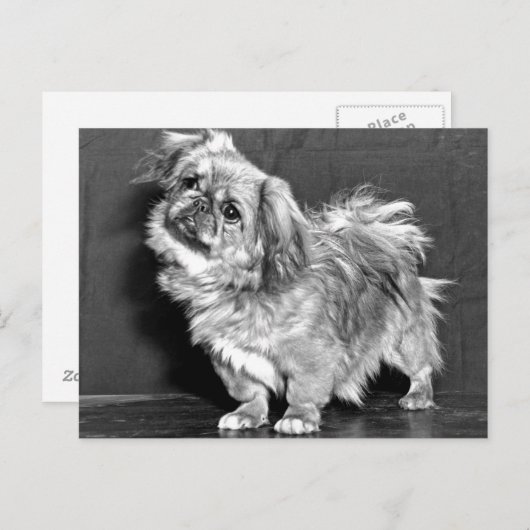 Quizzicle Pekingese Briefkaart (Voorkant / Achterkant)