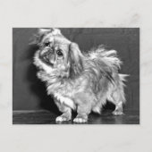 Quizzicle Pekingese Briefkaart (Voorkant)
