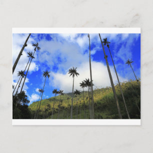 Qunidio wax palms in Cocora Valley of Colombia Briefkaart