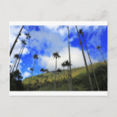 Qunidio wax palms in Cocora Valley of Colombia Briefkaart (Voorkant)