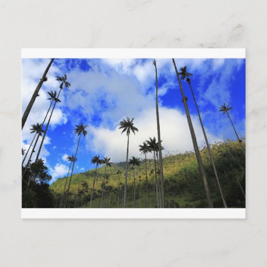 Qunidio wax palms in Cocora Valley of Colombia Briefkaart (Voorkant)