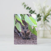 Quokka Briefkaart (Staand voorkant)