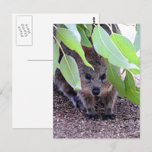 Quokka Briefkaart (Voorkant / Achterkant)