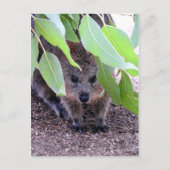 Quokka Briefkaart (Voorkant)