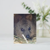 Quokka Briefkaart (Staand voorkant)