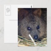 Quokka Briefkaart (Voorkant / Achterkant)