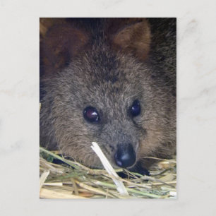 Quokka Briefkaart