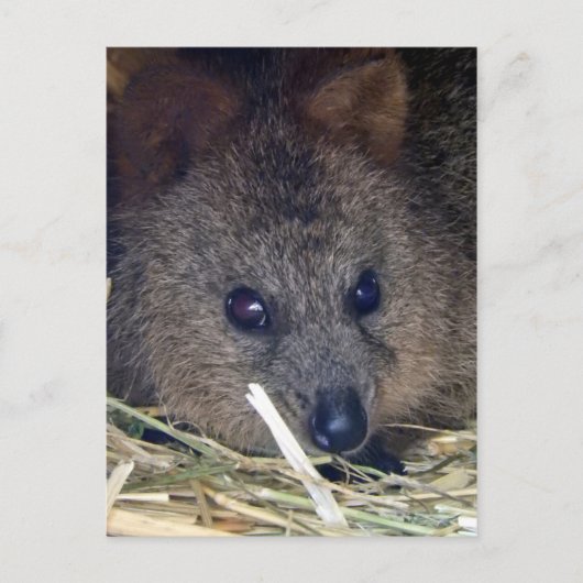 Quokka Briefkaart (Voorkant)