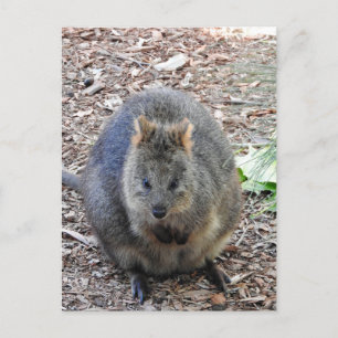 Quokka Briefkaart