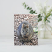 Quokka Briefkaart (Staand voorkant)