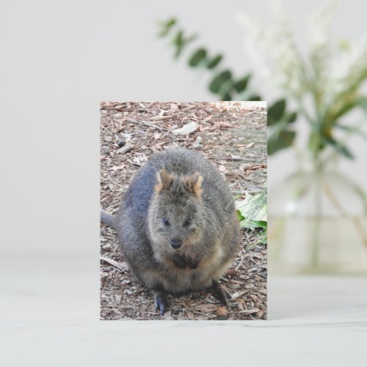 Quokka Briefkaart (Staand voorkant)