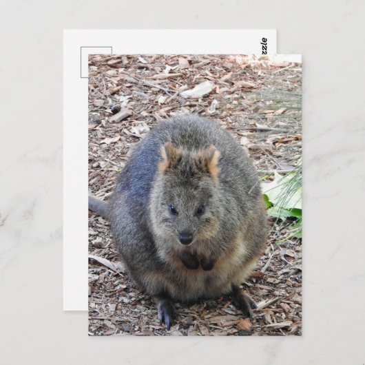 Quokka Briefkaart (Voorkant / Achterkant)