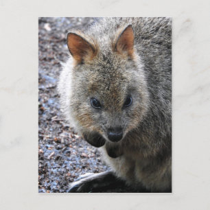 Quokka Feestdagenkaart