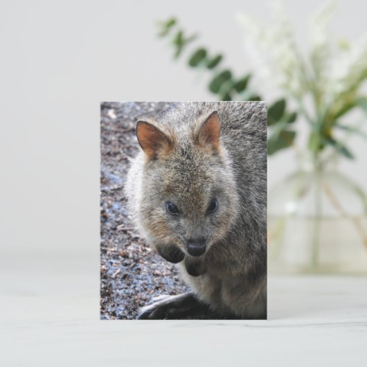 Quokka Feestdagenkaart (Staand voorkant)
