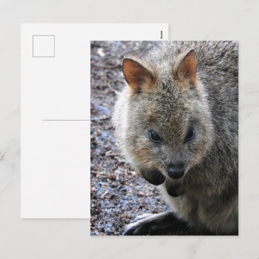 Quokka Feestdagenkaart (Voorkant / Achterkant)