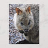 Quokka Feestdagenkaart (Voorkant)