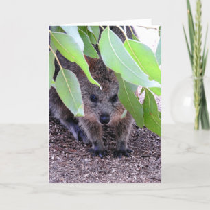 Quokka Greeting Kaart