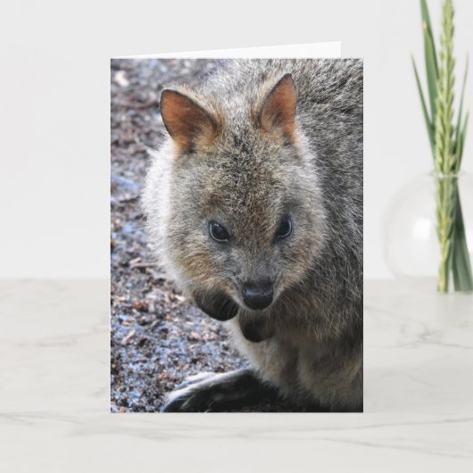 Quokka Kaart (Voorkant)