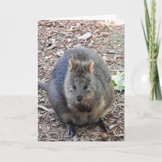 Quokka Kaart (Voorkant)