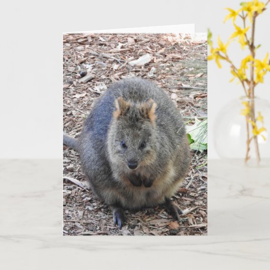Quokka Kaart (Gele Bloem)