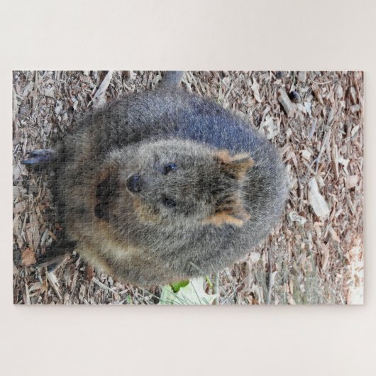 Quokka Legpuzzel (Horizontaal)