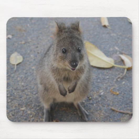 Quokka muispad muismat (Voorkant)