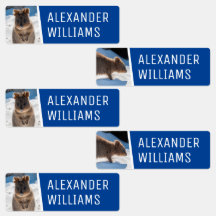 Quokka on the beach Cute Animal Photo Australia