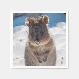 Quokka on the beach in Australia, cute photo Servet
