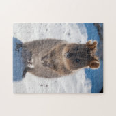 Quokka op het strand, 252 stukken legpuzzel (Horizontaal)