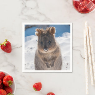 Quokka op het strand in Australië, schattige foto Servet