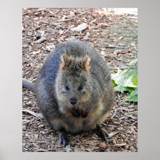 Quokka Poster (Voorkant)