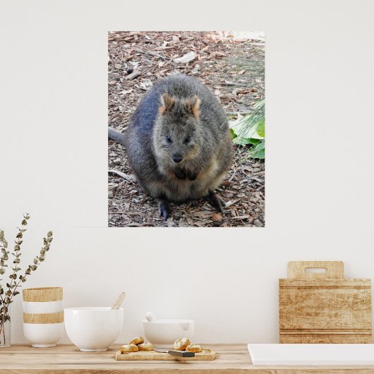 Quokka Poster (Keuken)