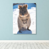 Quokka, Rottnest Island, Australië Canvas Afdruk (Insitu (Houten vloer))