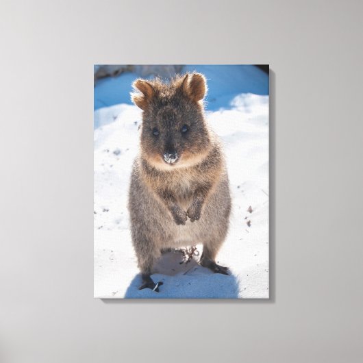 Quokka, Rottnest Island, Australië Canvas Afdruk (Voorkant)
