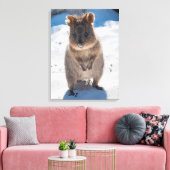 Quokka, Rottnest Island, Australië Canvas Afdruk (Insitu (Woonkamer))