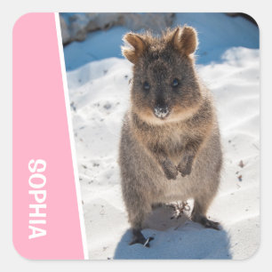 Quokka Schattig Dier op het Strand Australië Roze Vierkante Sticker