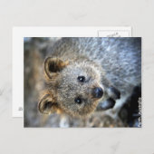 Quokka Western Australië Briefkaart (Voorkant / Achterkant)