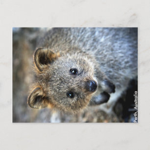 Quokka Western Australië Briefkaart