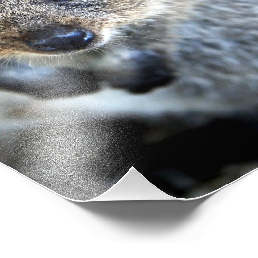 Quokka Westerne Australische marsupial Foto Afdruk (Hoek)