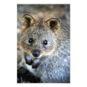 Quokka Westerne Australische marsupial Foto Afdruk (Voorkant)