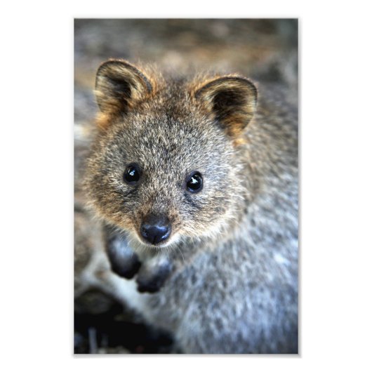 Quokka Westerne Australische marsupial Foto Afdruk (Voorkant)