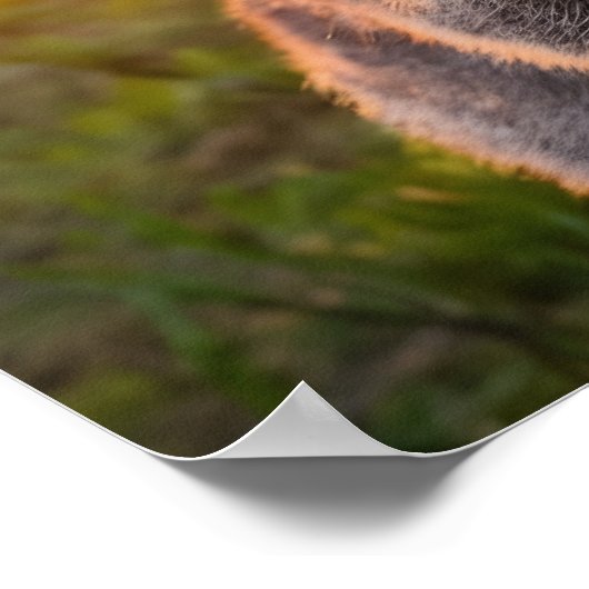 Quokka's Sunset Smile Poster (Hoek)