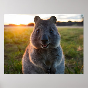 Quokka's Sunset Smile Poster